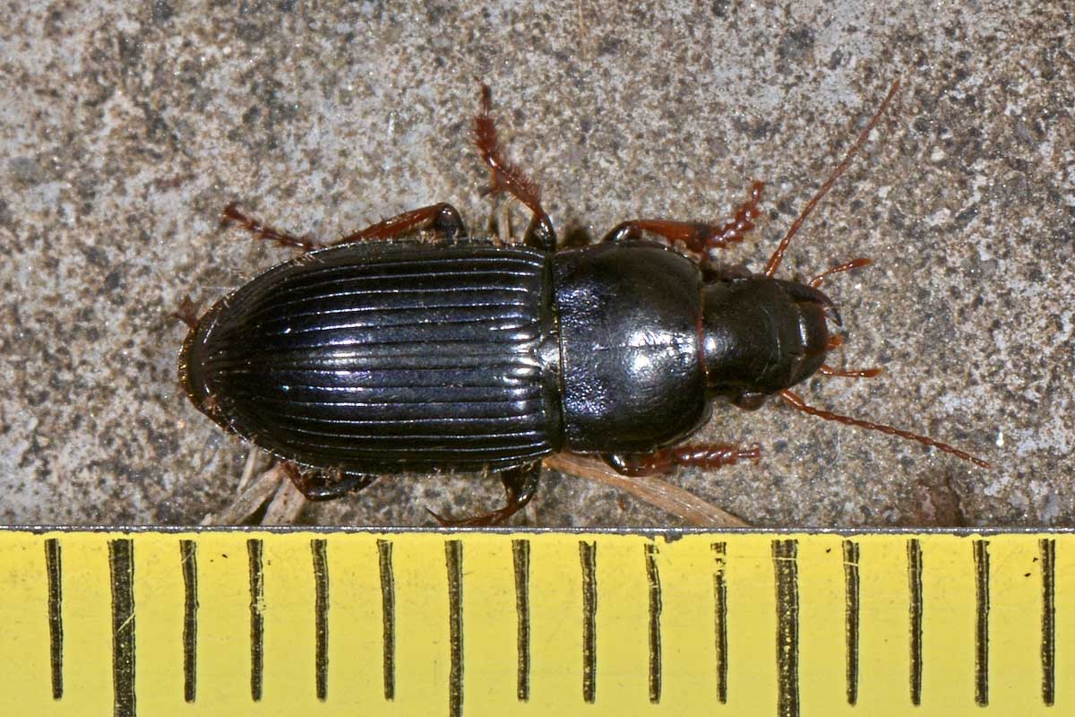 Carabidae: Harpalus rubripes?   S !